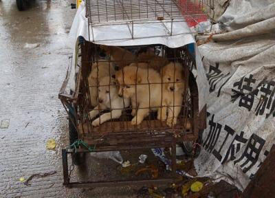 کرونا به داد جانوران رسید ، خوردن گوشت سگ و گربه در چین ممنوع شد