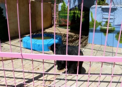خبرنگاران خرس آسیایی به مکان جدیدی در باغ وحش چاه نیمه زهک منتقل شد
