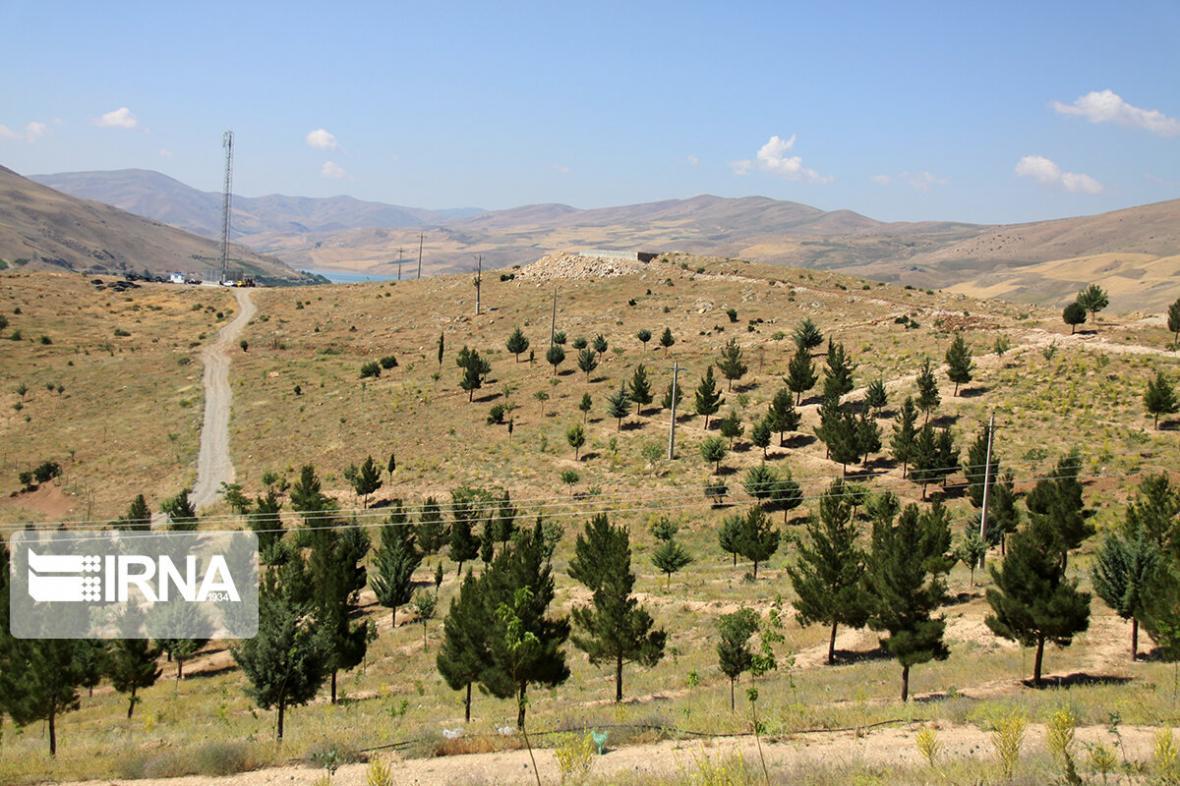 خبرنگاران 70 هزار هکتار جنگل کاری در کشور انجام می شود خبرنگاران 70 هزار هکتار جنگل کاری در کشور انجام می شود