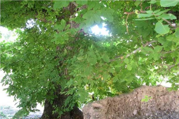 درختان کهنسال تاریخی سمنان در انتظار ثبت در لیست ملی