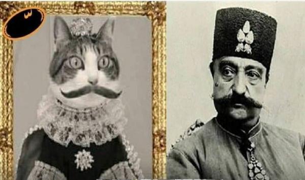 عکس ، مشهورترین گربه تهران را بشناسید